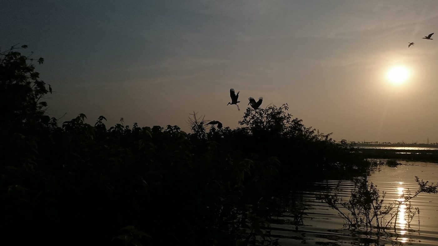 Birds flying above Ousteri Lake wetland near Pondicherry at sunset