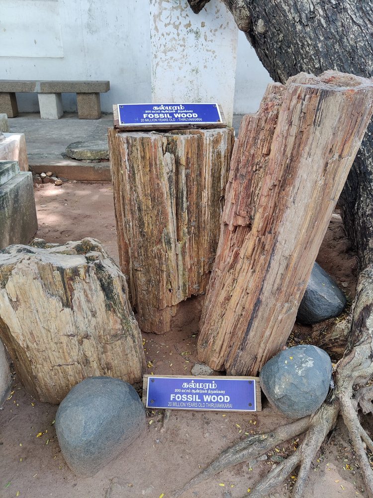 Fossilised wood exhibit from the archaeological collection at Puducherry Museum