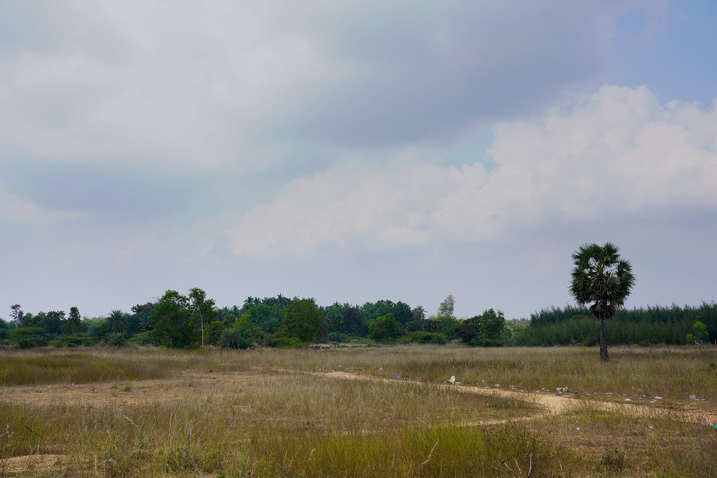 Green rural landscape near the international township of Auroville